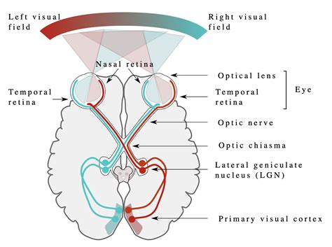 The Optic Nerve (CN II) | Cranial Nerve II | Geeky Medics