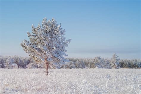 Winter landscape with a young pine tree covered with first snow ...