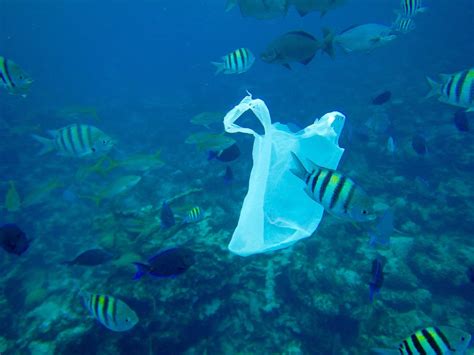 Eco-Schools in Bahamas "Engaging Young People to Reduce Plastic Pollution in Landfills & the ...