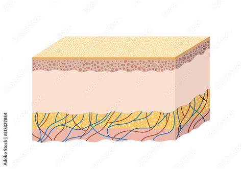 Anatomy of the structure of human skin. Scientific guide Stock Vector | Adobe Stock