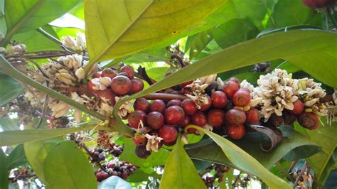 Arabica Organic Green Coffee Beans, Grade: Bulk at Rs 550/kg in Bengaluru