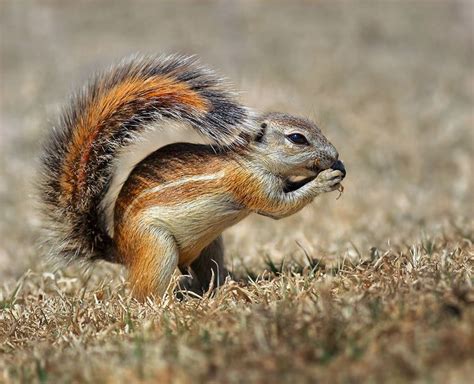 Cape ground squirrel - Alchetron, The Free Social Encyclopedia