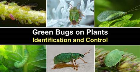 Green Bugs on Plants (Pictures) - Identification and Control