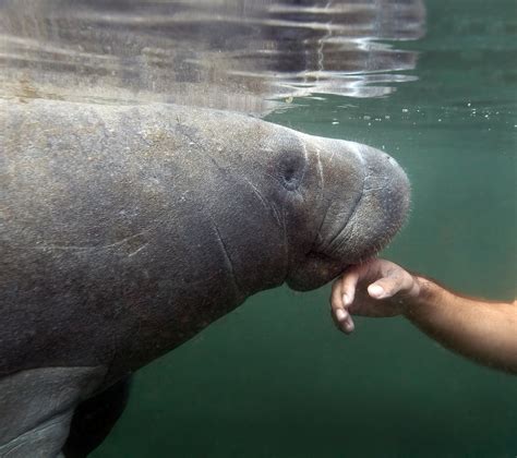 Manatee Teeth: Anatomy and Function - American Oceans