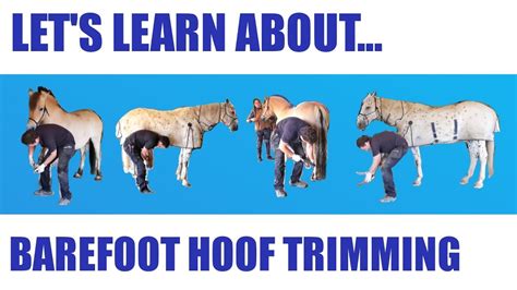 LET'S LEARN ABOUT BAREFOOT HOOF TRIMMING FOR HORSES - YouTube