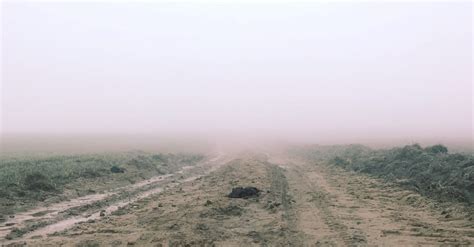 Foggy Road · Free Stock Photo