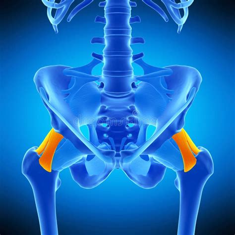 The iliofemoral ligament stock illustration. Illustration of accurate - 73211366