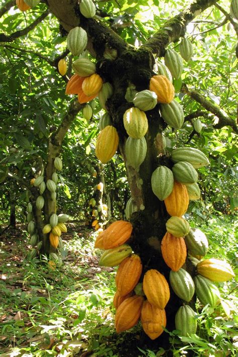 Heirloom Organic Theobroma Cacao Tree Seeds Chocolate Tree | Etsy