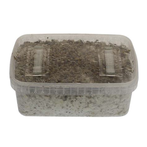 🍄 B+ Magic Mushroom Grow Kit (1200cc) - Smartific.com