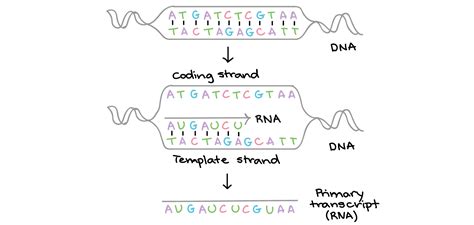 Genes to proteins: Central Dogma | BIO103: Human Biology