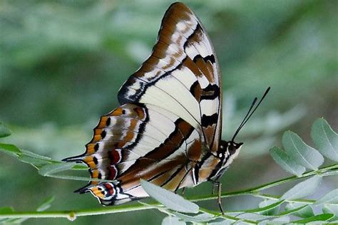 Tailed emperor butterfly caterpillar