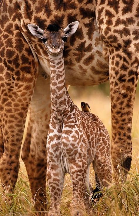 17 Best images about żyrafy giraffe on Pinterest | Africa, Cute giraffe and Safari