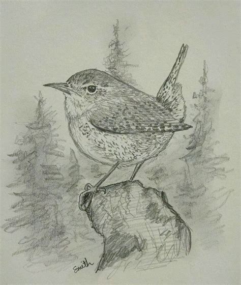 House Wren sketch in pencil. | Bird drawings, Pictures to draw ...