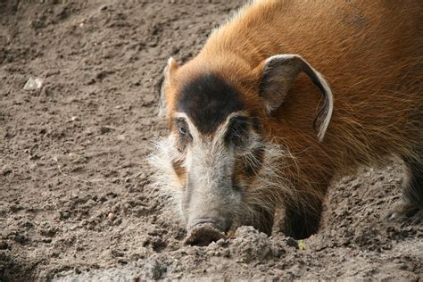 Definitive Guide To Red River Hog Facts, Habitat, Conservation Status ...