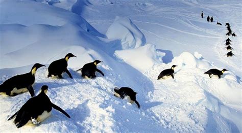 What Penguins Can Teach Us About Flu Pandemics – Planet Tech News