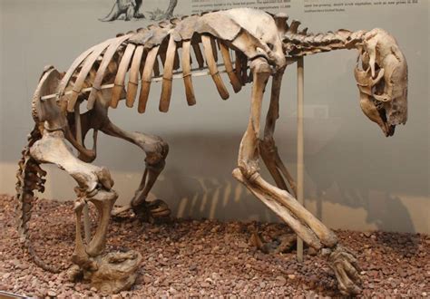 The Shasta Ground Sloth (Nothrotheriops shastensis) was one of the ...