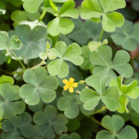 Oxalis: 5 Tips to Control a Backyard Invasion