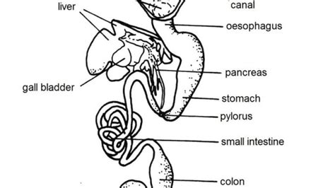 Frog Dissection Digestive System