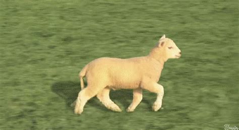 Sheep GIFs - Find & Share on GIPHY