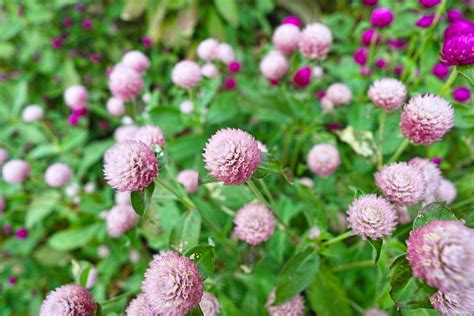 Globe Amaranth Flowers Plant Wide - Free photo on Pixabay - Pixabay