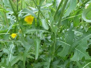 Sow Thistle: Pictures, Flowers, Leaves & Identification | Sonchus arvensis