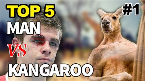 Kangaroo Fights Man | Kangaroo vs Human | Kangaroo Fight | Kangaru 😃 - YouTube