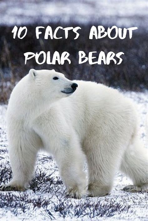 10 Facts About Polar Bears | Churchill polar bears, Polar bear facts, Polar bear