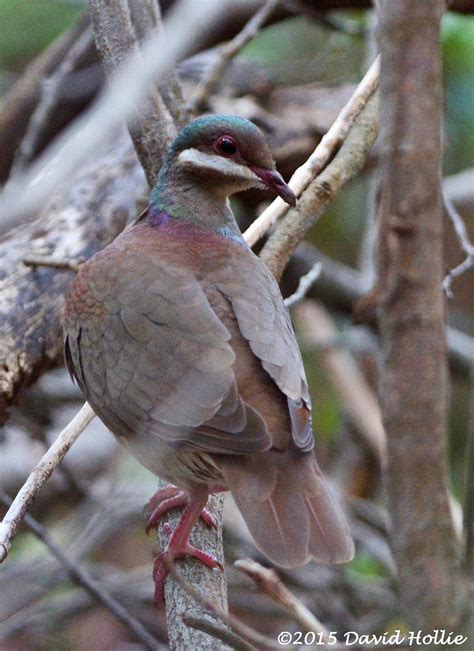 Key West Quail-Dove | Key west, State parks, Quail