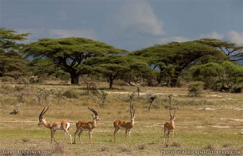 Samburu National Reserve – Travel Guide, Map & More!