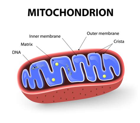 Mitochondria DNA Found to Complex, Vary in Speed of Mutations Between People and Mice in Study