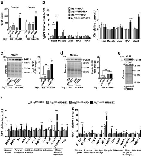 Elevated circulating FGF21 and associated BAT and eWAT metabolic gene... | Download Scientific ...