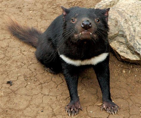 File:Tasmanian devil head on.jpg - Wikimedia Commons