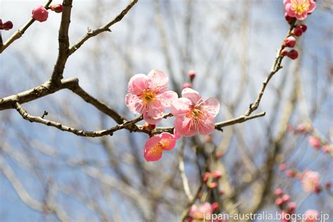 Japan Australia: Plum Blossoms at Bairin Koen