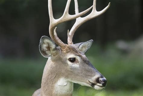 All about White-tailed Deer - Welcome Wildlife