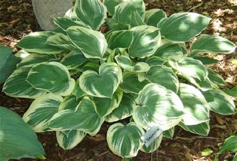 Hosta Photo Library | Hostas, Photo library, Photo