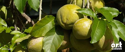 White Sapote Tree