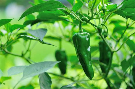 How To Grow Chili Pepper Plants Faster - Complete Solution!