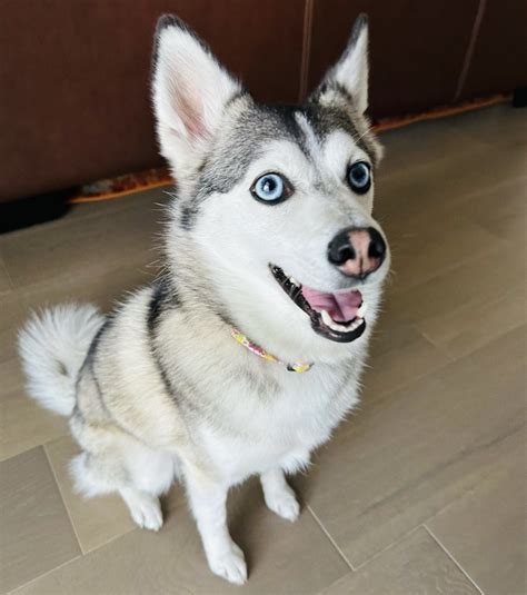 Discover the Adorable World of Full Grown Pomsky Dogs - Rocky Kanaka