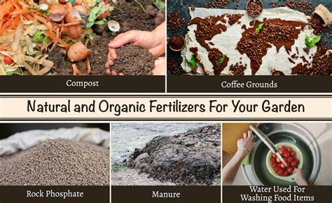 What Are Organic Fertilizers? All You Need To Know