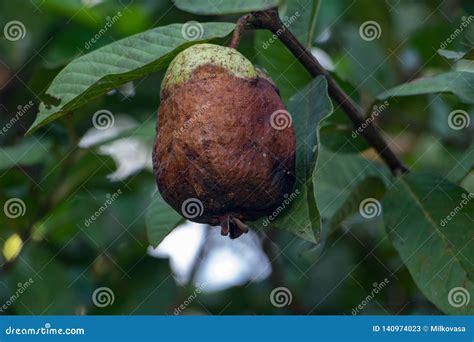 Rotten Mango Hanging on a Tree Stock Image - Image of closeup, asian: 140974023