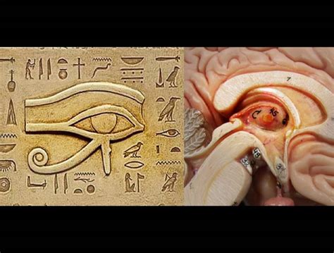 pineal-gland-worth-knowing-that | Worth Knowing That