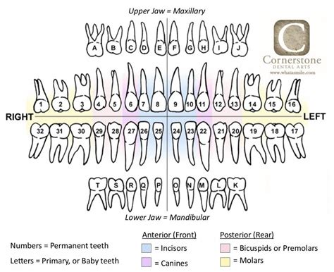 Dental assistant study, Dental assistant quotes, Dental assistant school