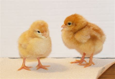 Baby Chicks breed id needed