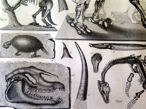 Antique MEGATHERIUM Skeleton Engraving, 1849 Curious Geology Print ...