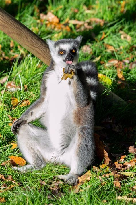 Funny Lemur Sitting in the Garden · Free Stock Photo