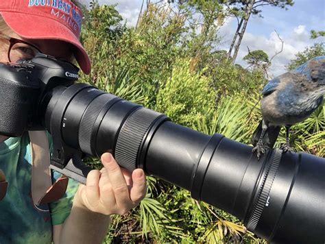 My Favorite Bird Photography Gear - The Helpful Birder