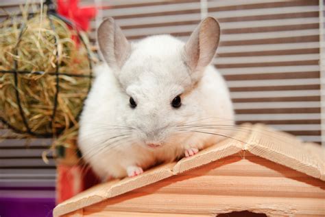 Chinchilla Breeds, Types & Colors | Pet Comments