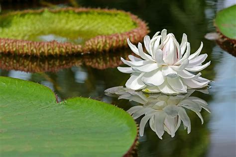 Native Plants Of Argentina - WorldAtlas.com