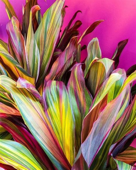 19 Indoor Plants with Rainbow Foliage | Colorful Leaves Houseplants