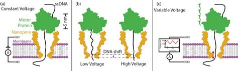 A New Approach to High Accuracy Nanopore Sequencing | Nature Research ...